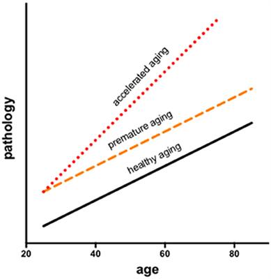 The Aging Brain With HIV Infection: Effects of Alcoholism or Hepatitis C Comorbidity